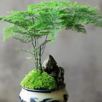 文竹盆栽的寓意和什么屬相最好呢？